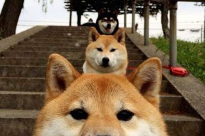 爱游戏app下载-冠军划频–划幅完美配合，速划冠军