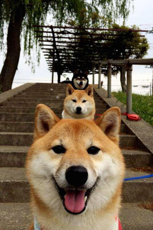 冠军划频–划幅完美配合，速划冠军