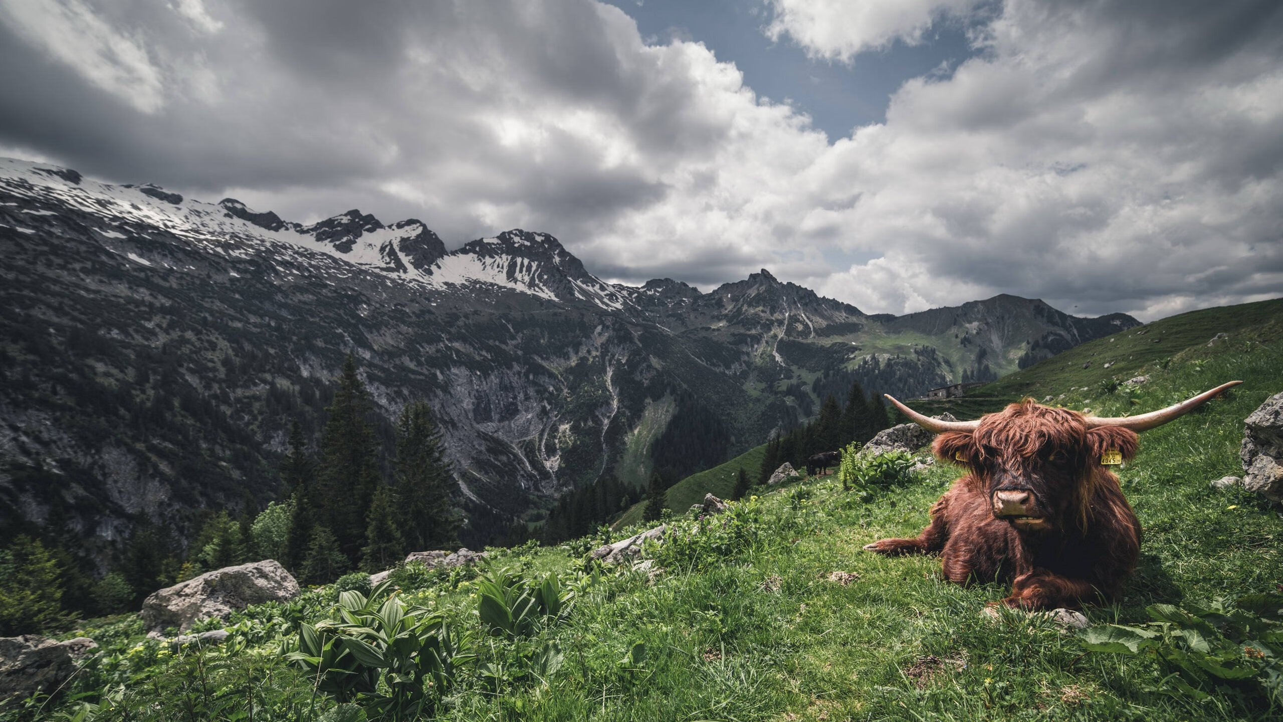 冠军划频–划幅完美配合，速划冠军