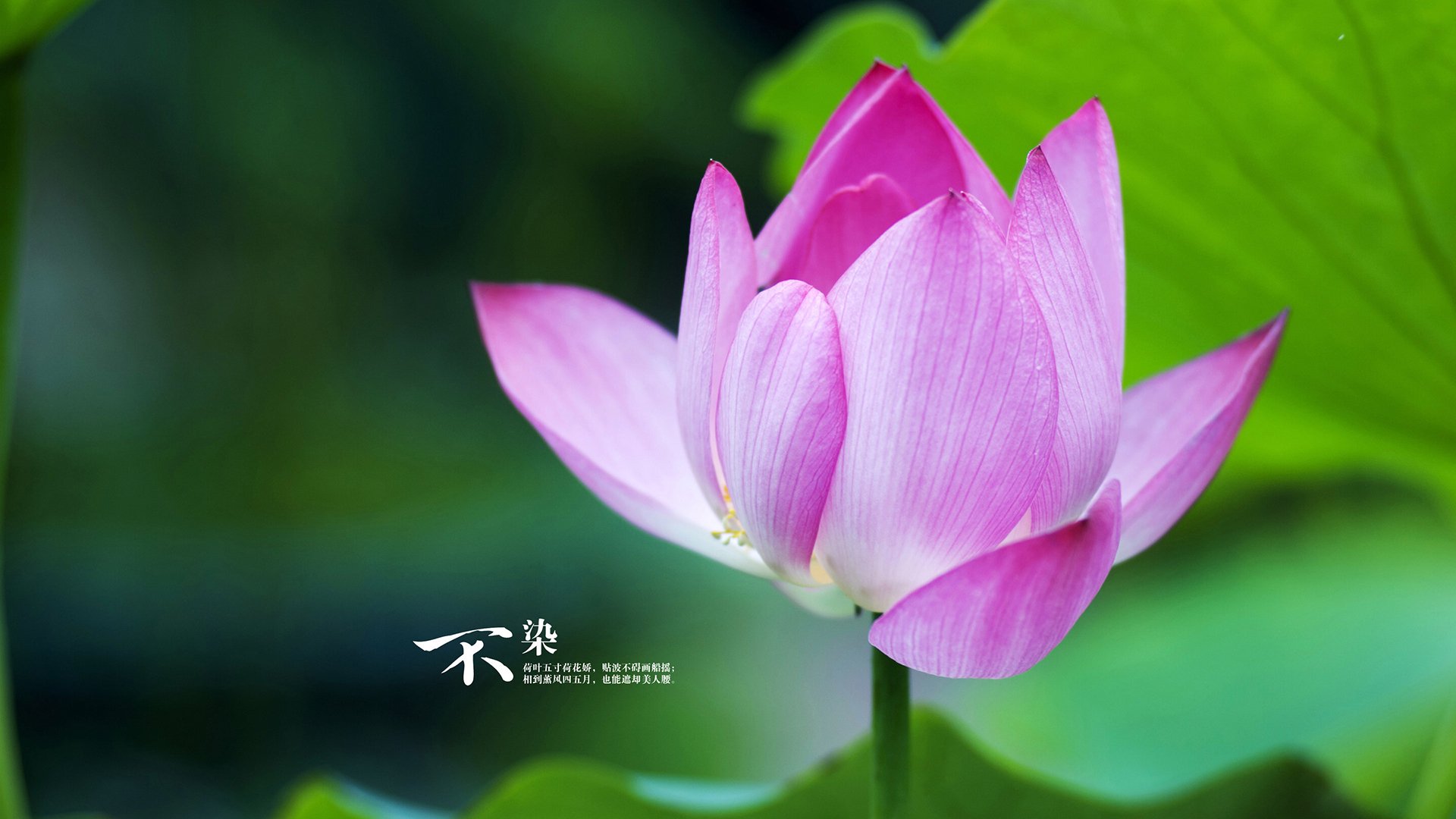 埃及赛制发展:为年轻选手提供更多比赛机会,埃及公开赛