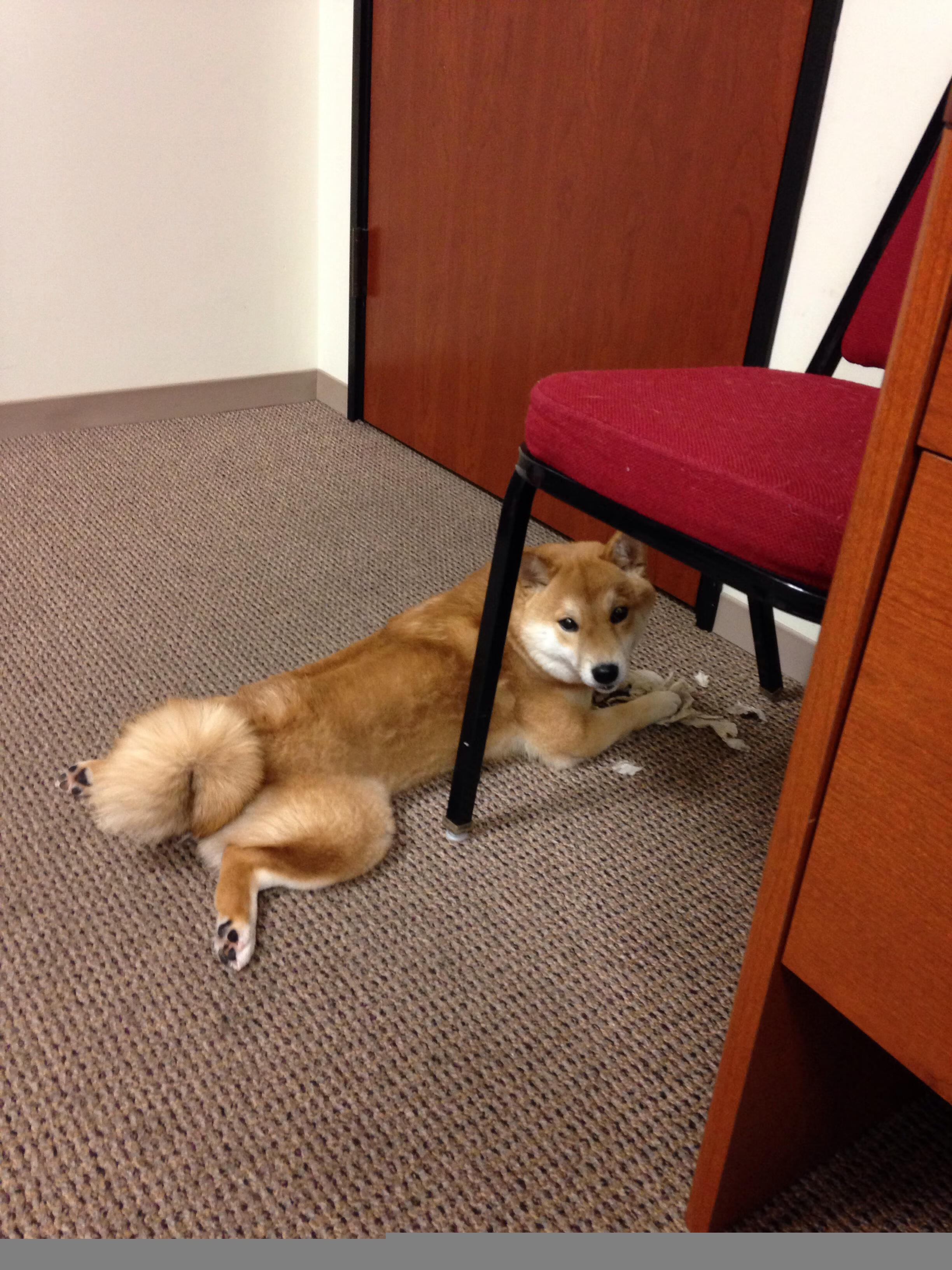 新赛季球员注册流程全面无纸化操作,球员注册信息