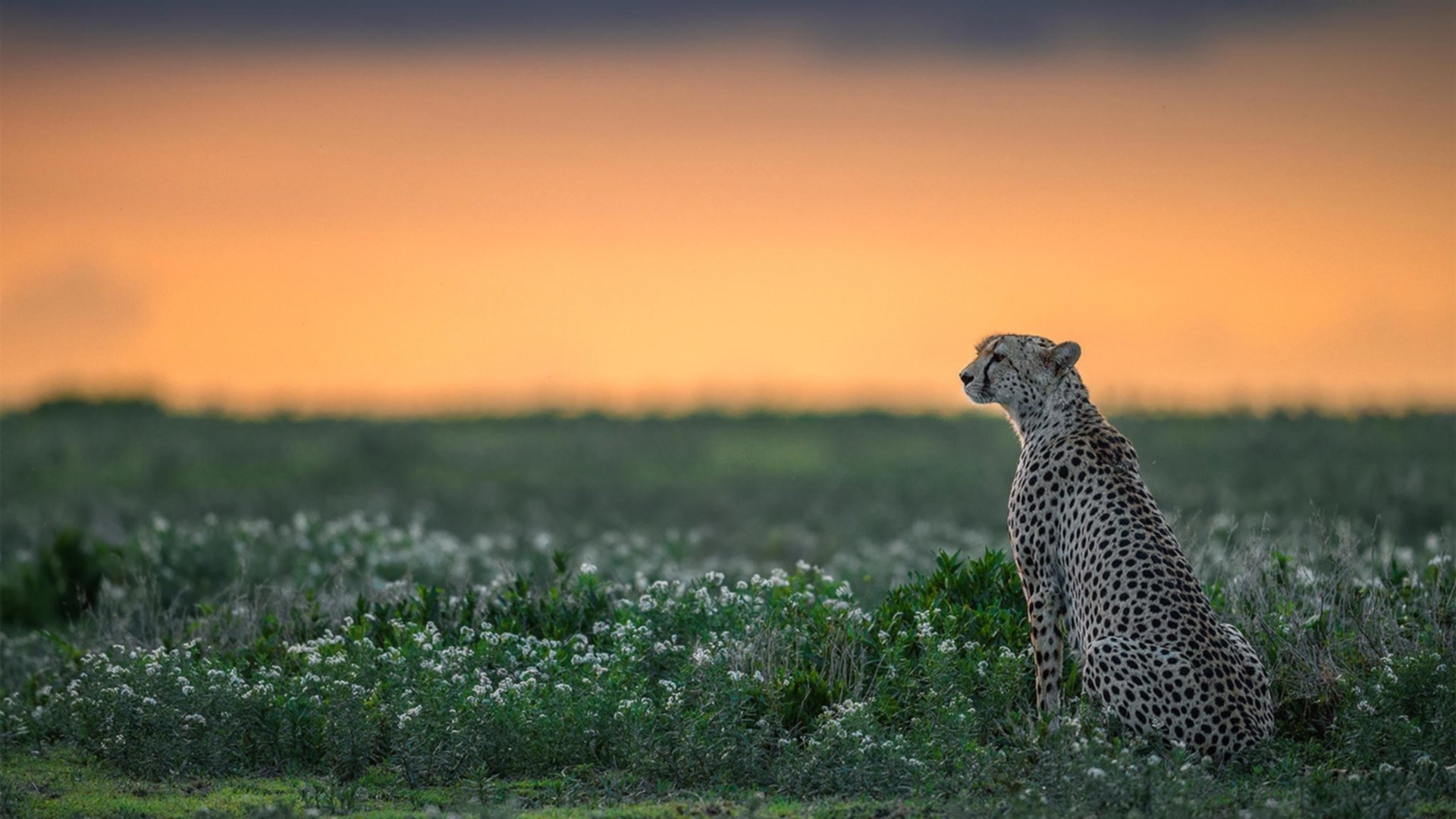 球队是否应该依赖高使用率球员,球队如何管理
