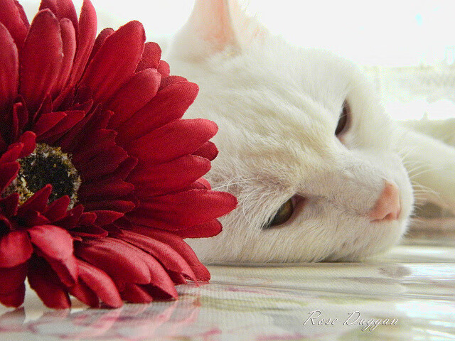 赛季高潮阶段球队心态管理是否影响技战术部署