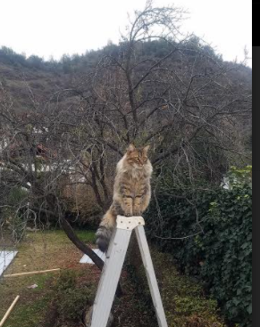 郭艾伦伤愈复出国家队信心大增，郭艾伦宣布