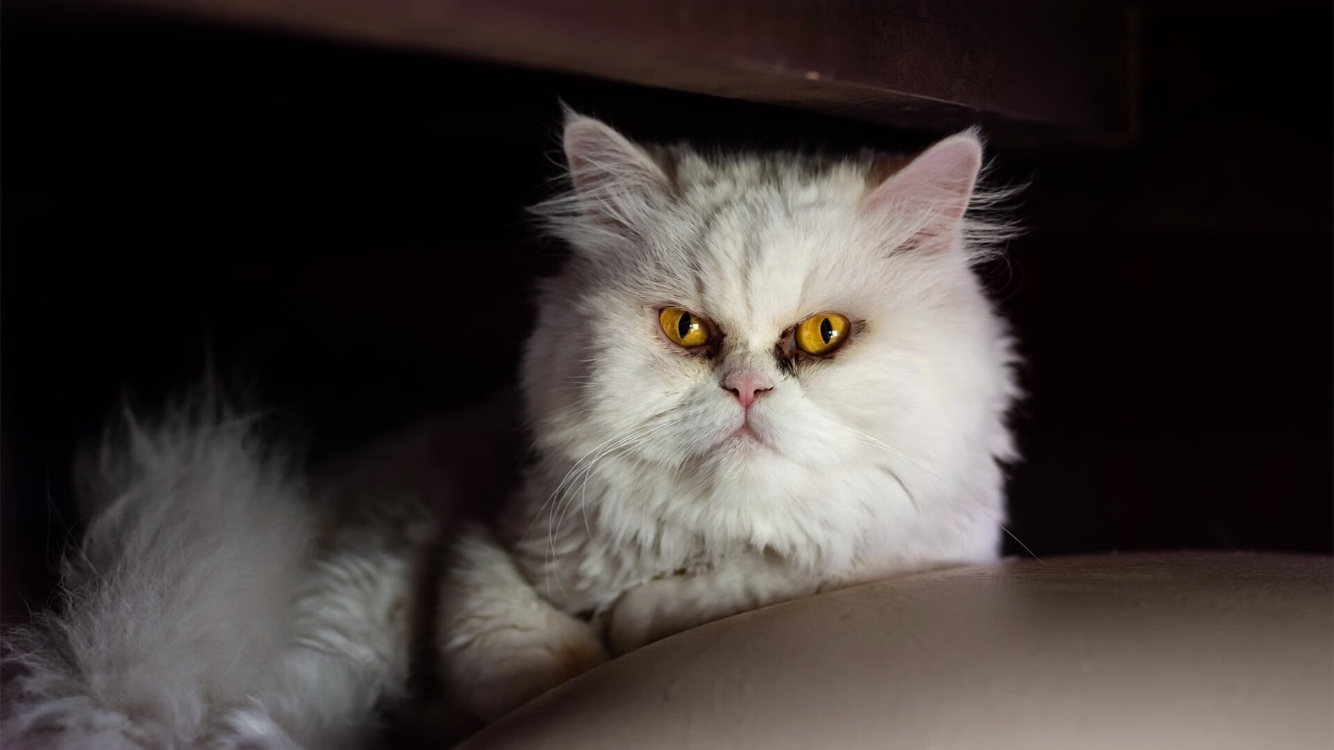 青年运动员成长规划科学系统，青年运动员怎样进行营养补充